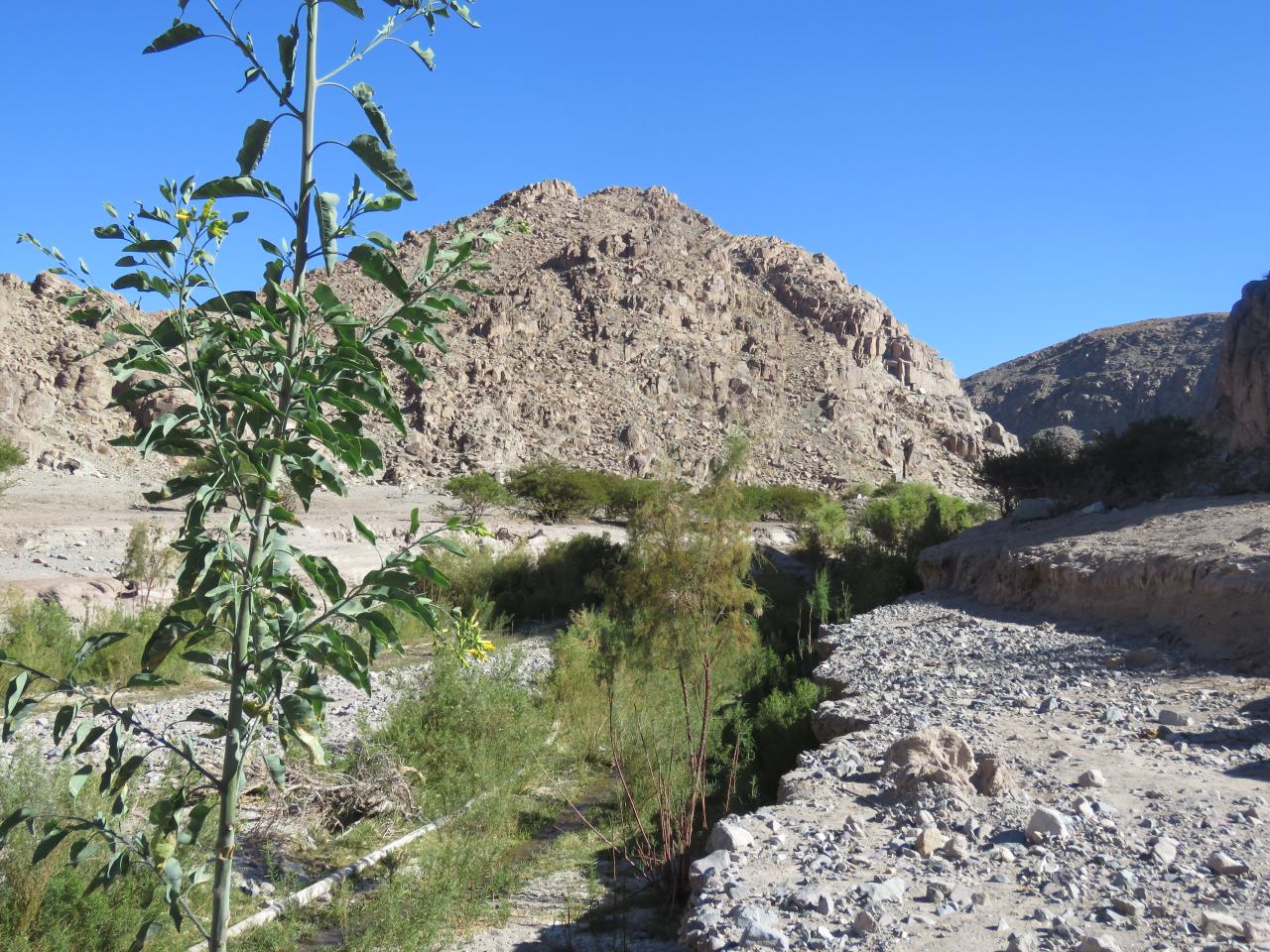 “Vista al interior de la quebrada Finca de Chañaral, Ruta del Despoblado de Atacama, Subtramo Portal del Inca - Finca Chañaral, Comuna de Diego de Almagro, Región de Atacama”